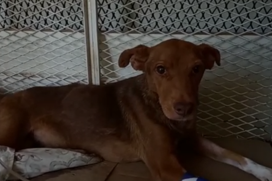 Otra perra rescatada en Funes: no tenía agua ni comida y el dueño ya tiene causa penal por maltrato